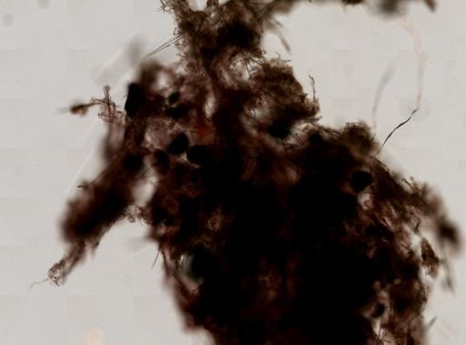 Forcepia thielei