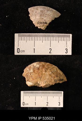 Placenticeras sp.