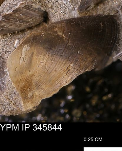 Limopsis striatopunctatus