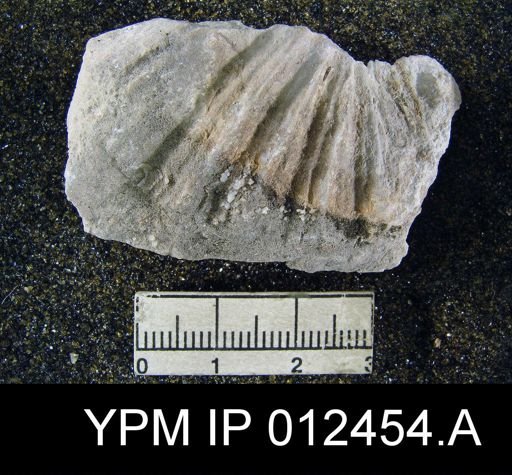 Neospirifer pseudocameratus
