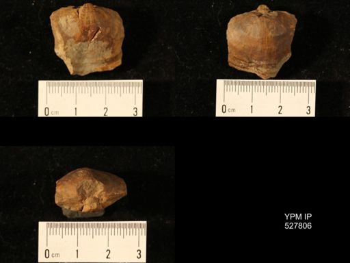 Athyris cf. lamellosa