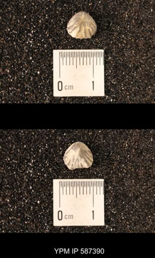 Camarotoechia whitei