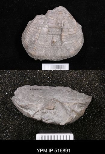 Echinoconchus?