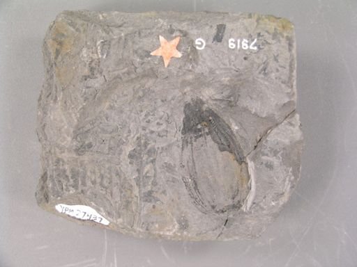 Rhabdocarpus carinatus