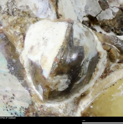 Corbulamella gregaria