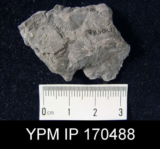 Aporthophyla?