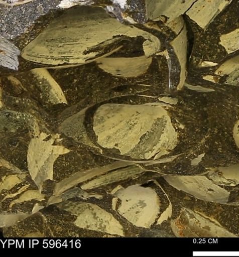 Limopsis striatopunctatus