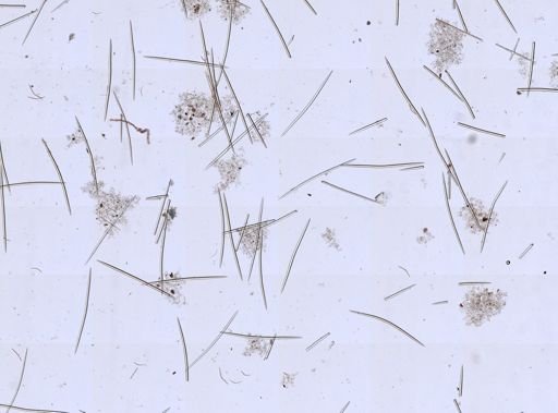 Hemigellius arcofer