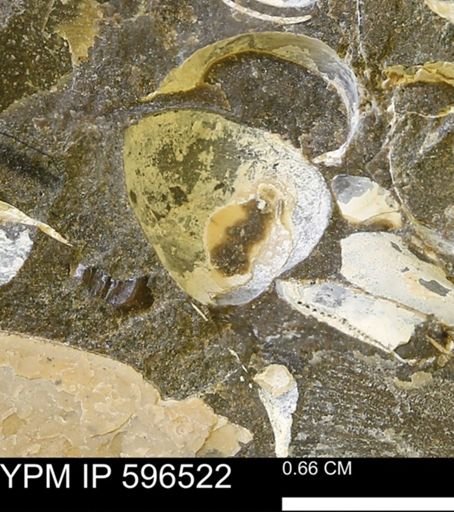 undet. Bivalvia
