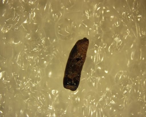 Multituberculata