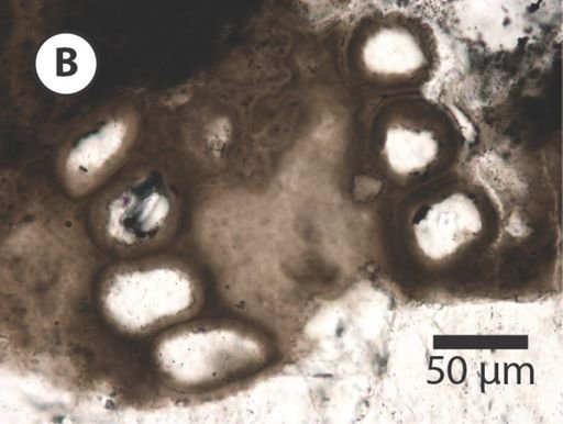 Obruchevella magna