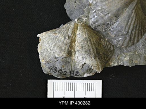 Spinocyrtia granulosa