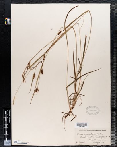 Carex granularis