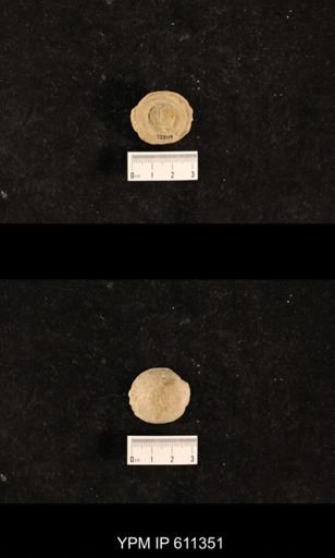 Monticulipora lycoperdon
