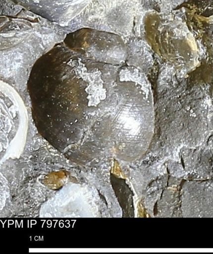 Euspira?