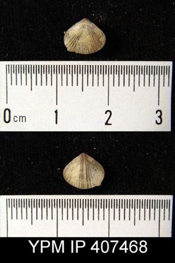 Zygospira paupera