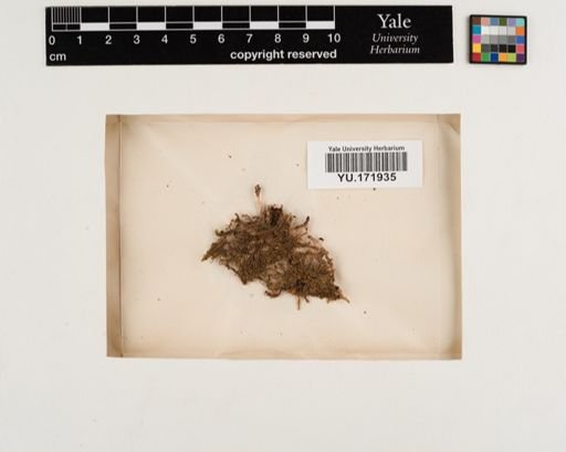Plantae