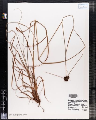 Scirpus atrocinctus