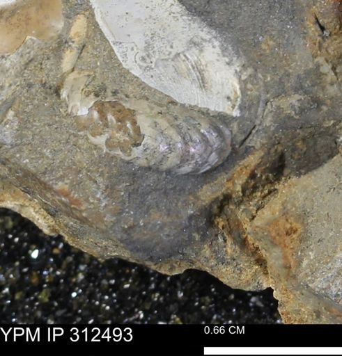 undet. Scaphitidae