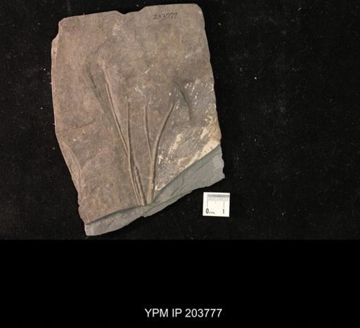 Calycanthocrinus decadactylus