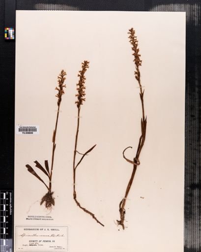 Spiranthes cernua