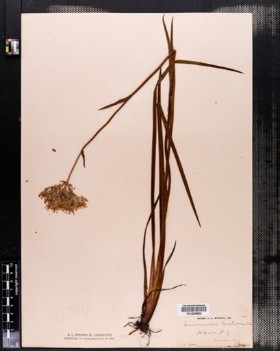 Plantae