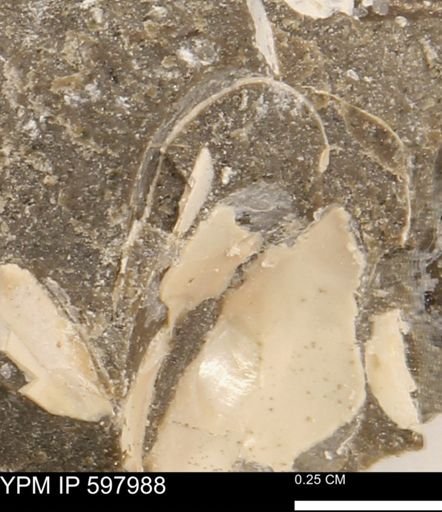 Protocardia?