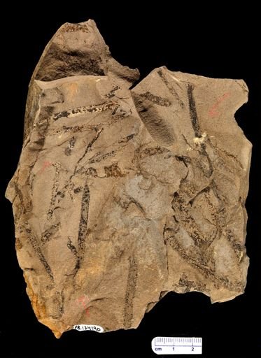 Sawdonia