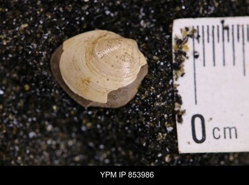 Limopsis striatopunctatus