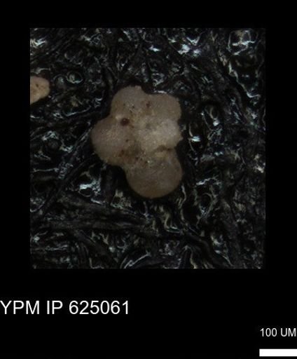 undet. Rugoglobigerinidae