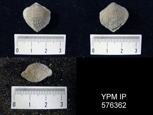 Atrypa reticularis