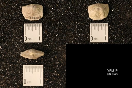 Dinorthis subquadrata