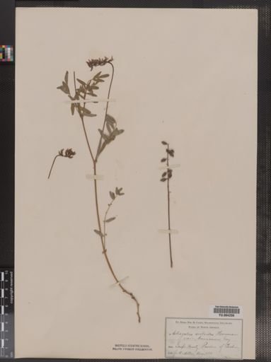 Astragalus