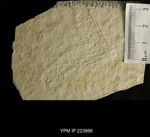 undet. Odonata