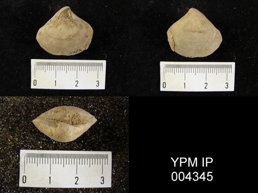 Stringocephalus burtini