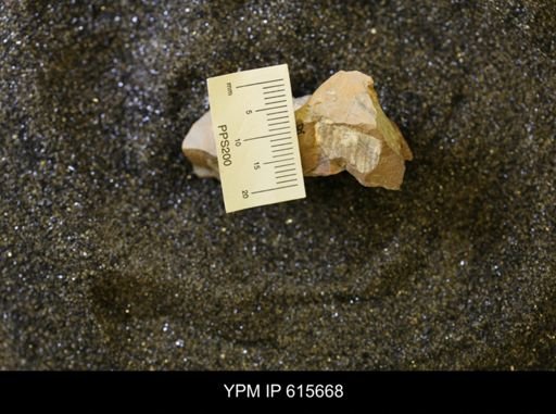 undet. Bivalvia