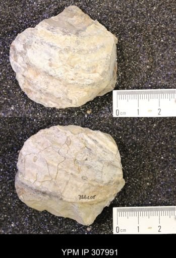 Inoceramus?