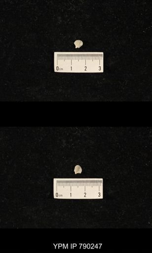 Hustedia huecoensis