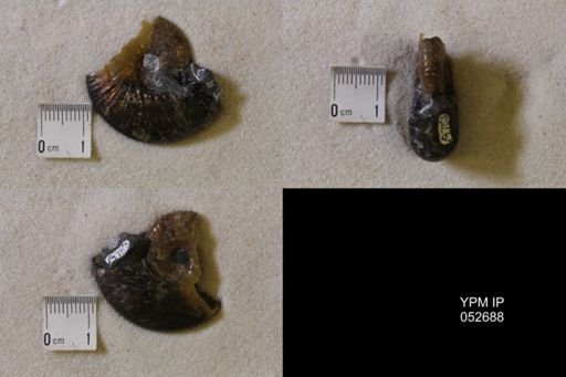 Hoploscaphites comprimus