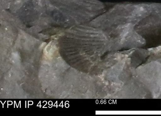 Devonochonetes scitulus