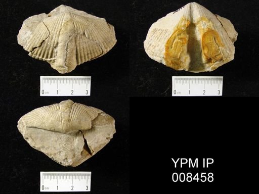 Syringothyris texta