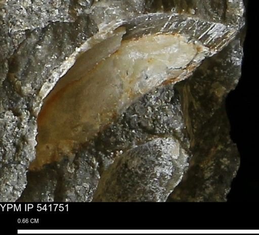 Limopsis striatopunctatus