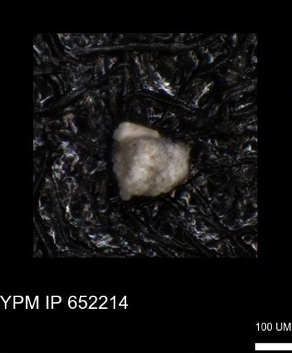 undet. Foraminiferida