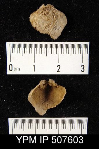 undet. Brachiopoda