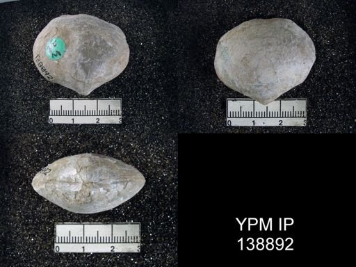 Athyris royssii