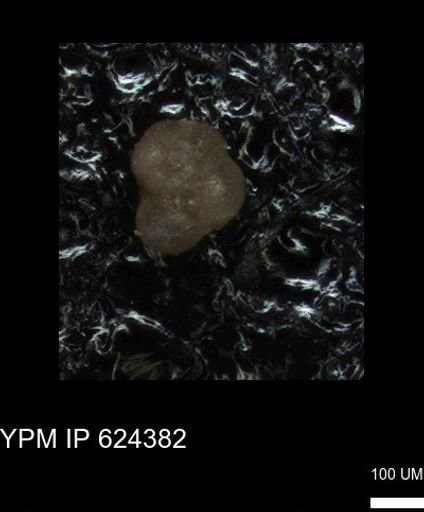 undet. Foraminiferida