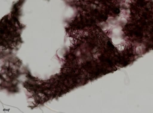 Lissodendoryx noxiosa