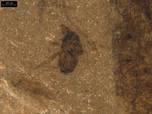 taxon undetermined