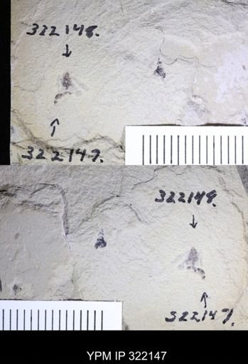 undet. Hymenoptera