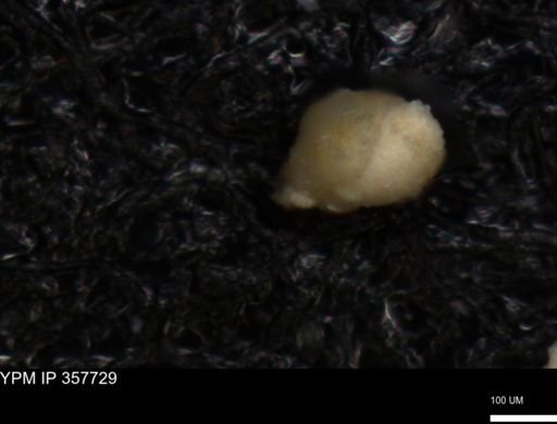 undet. Foraminiferida